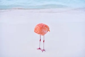 Real Photo Wins AI Image Contest 2024: Nature Still Outshines Technology