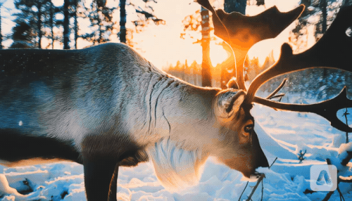 Here’s an AI-generated example clip of realistic camera footage produced by Adobe’s Firefly video model. GIF: Adobe