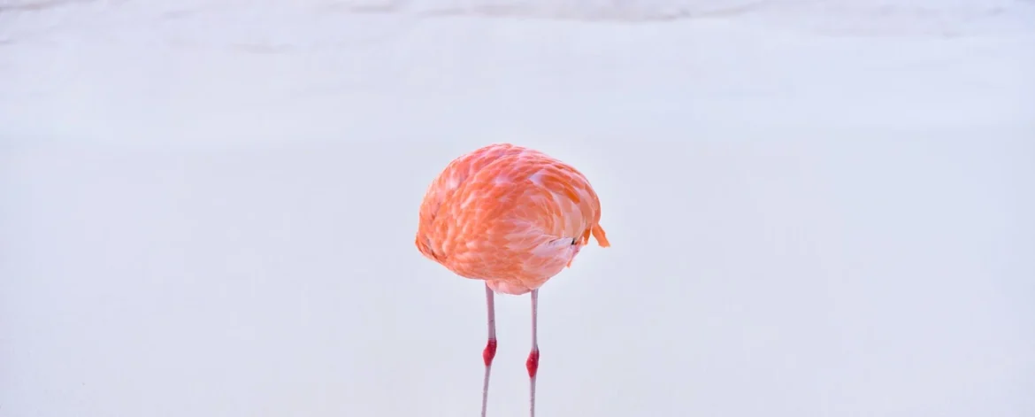 Real Photo Wins AI Image Contest 2024: Nature Still Outshines Technology