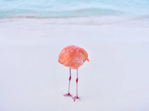Real Photo Wins AI Image Contest 2024: Nature Still Outshines Technology